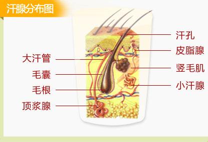 2,腋臭的发生可能与遗传有关系.